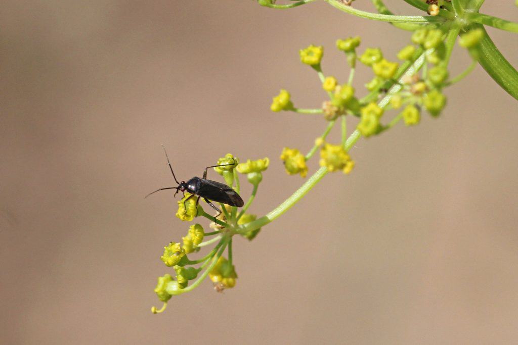 Kleine düstere Wanze.