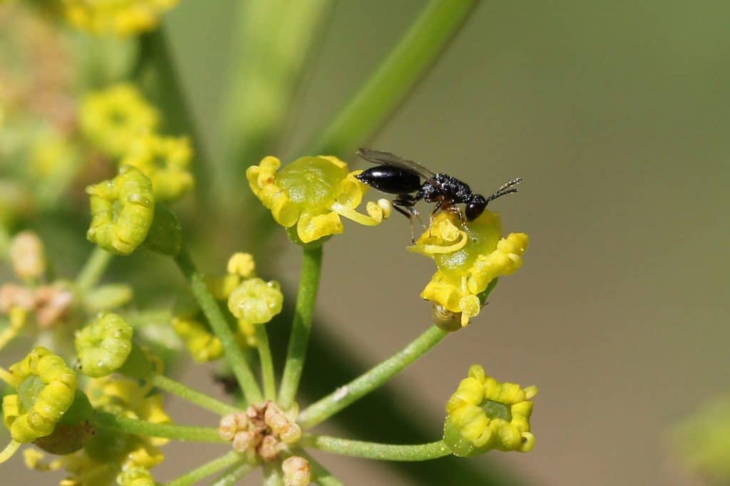 Wildbiene an Pastinake.