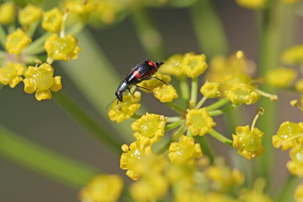 Ein Zipfelkäfer (Anthocomus bipunctatus) auf Pastinake.