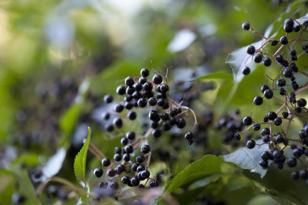 Holunderbeeren kann die Farbe des Vogelkots beeinflussen.