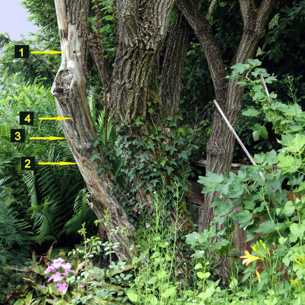 Im Holunderstamm verstecken sich einige Löcher von Holzbinene und einem Grabwespennest.