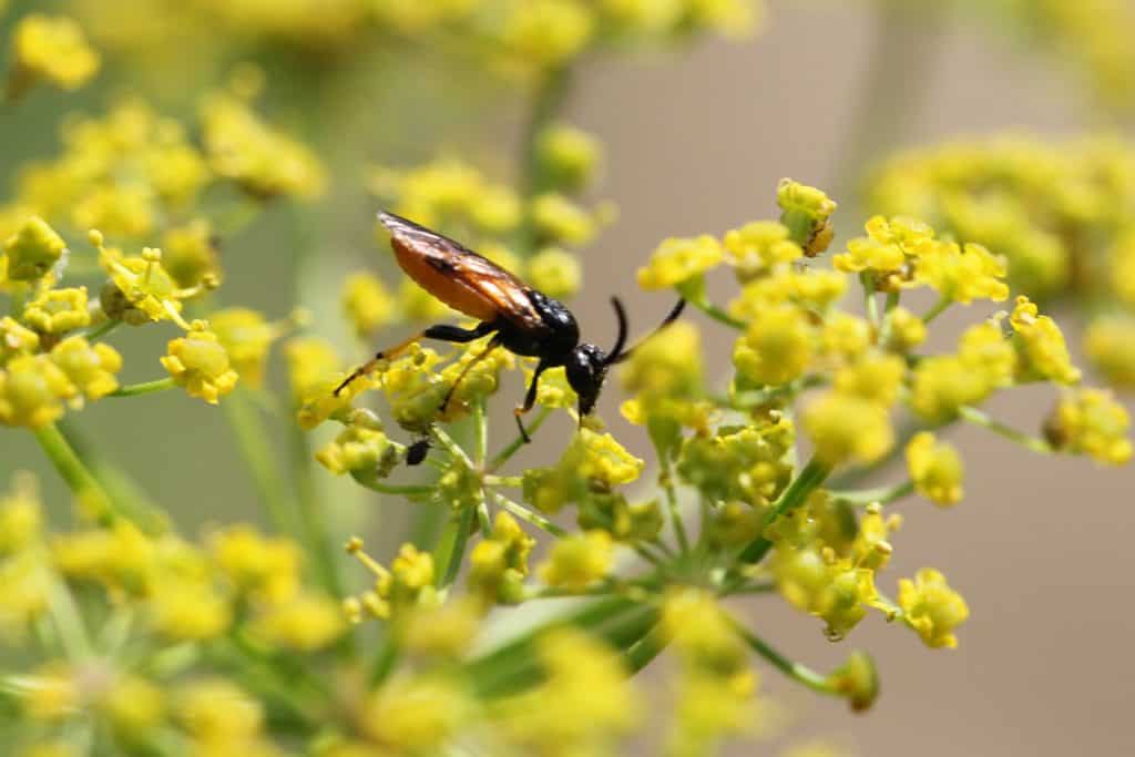 Bürsthornwespe besucht gerne Doldenblütler.