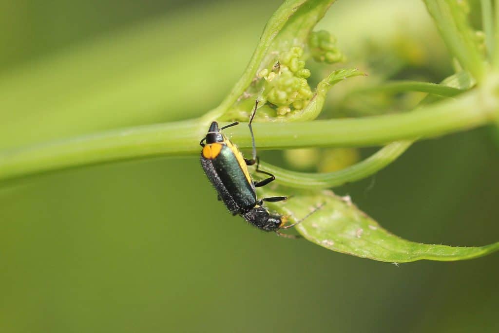 Zipfelkäfer auf Pastinake.