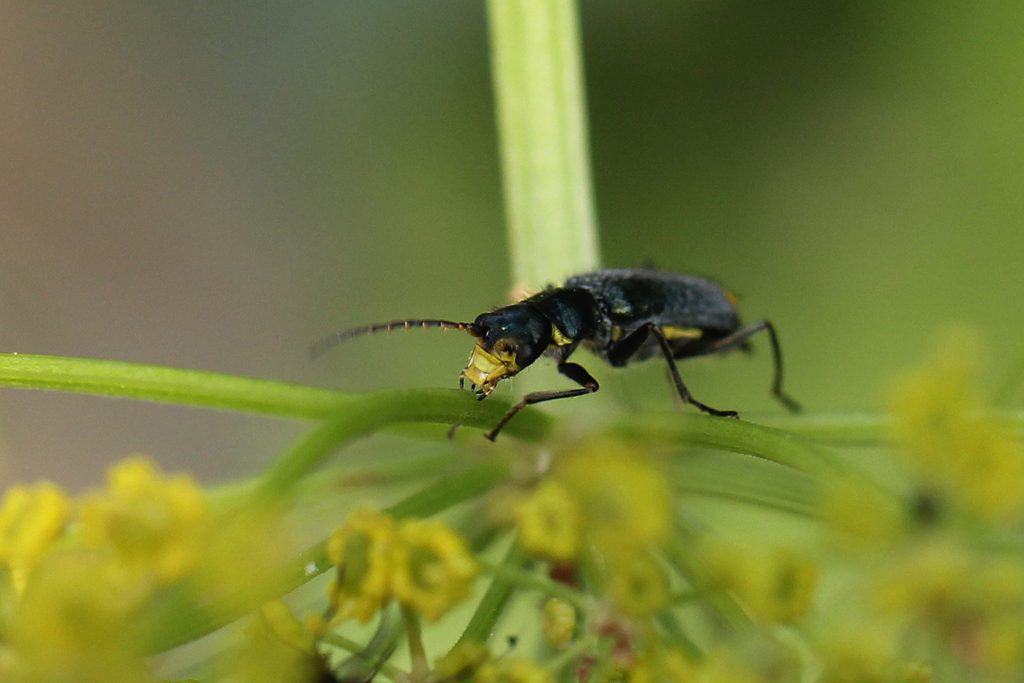 Zipfelkäfer auf Pastinake.