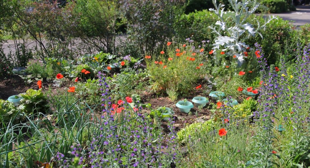 Gemüsegarten mit viel Insekten.