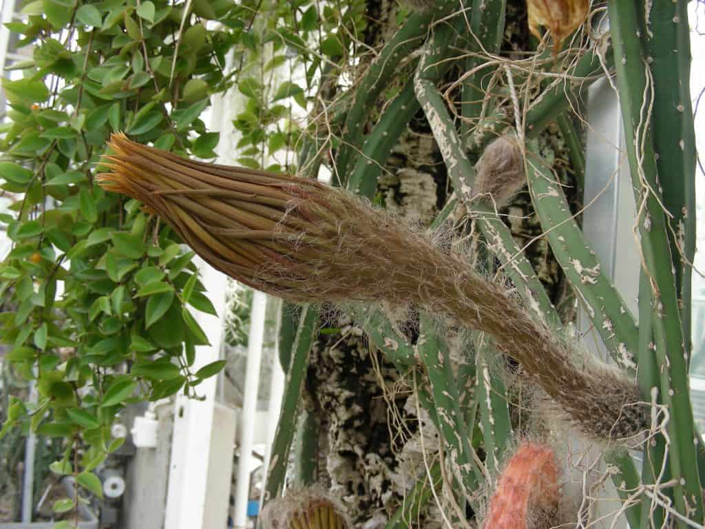 Die Pflanze Königin der Nacht mit geschlossener Blüte.