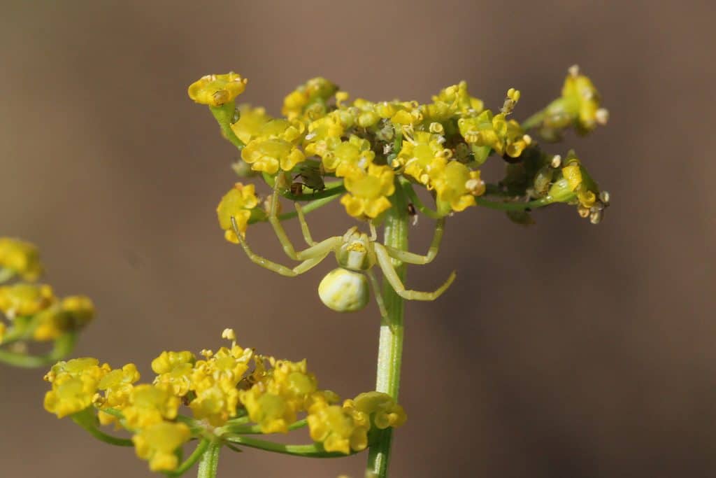 Krabbenspinne in der Blüte.