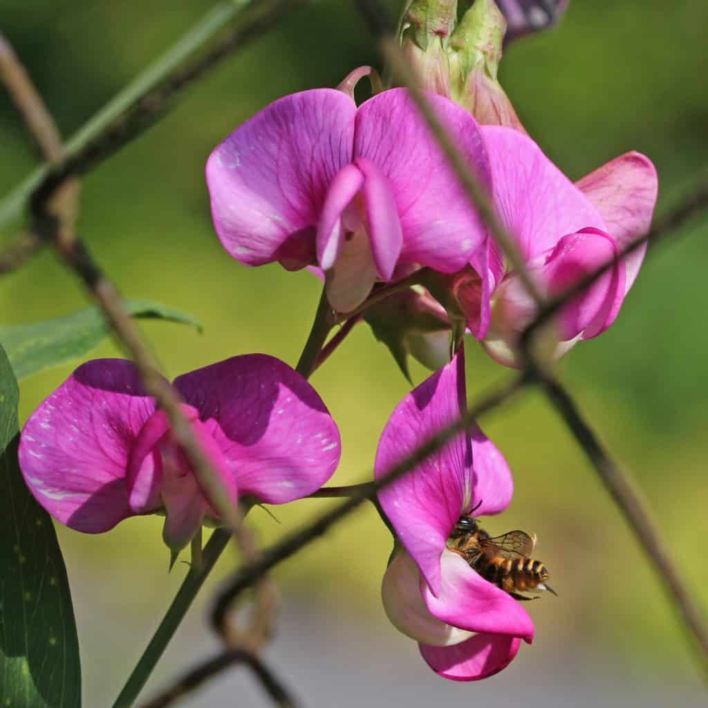 Eine Mörtelbiene auf Platterbse.