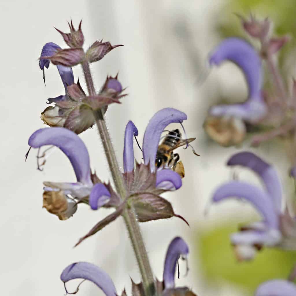 Muscatellersalbei Blüte.
