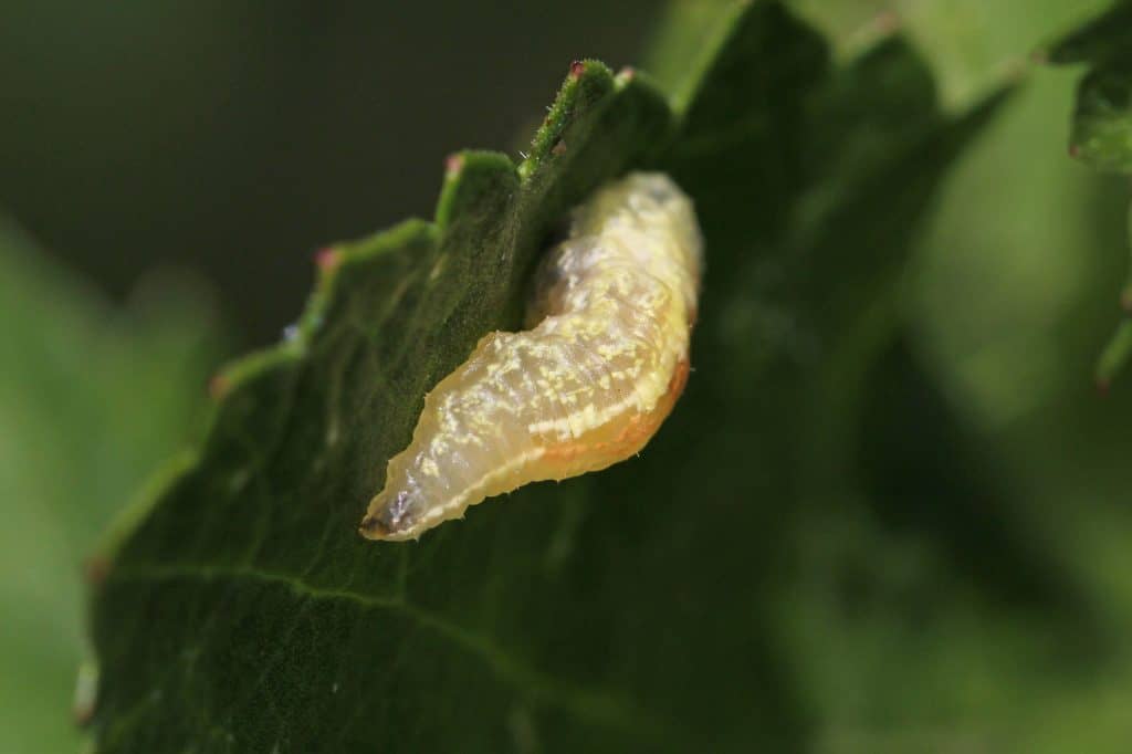 Die Larve einer Schwebfliege auf der Suche nach Läusen.