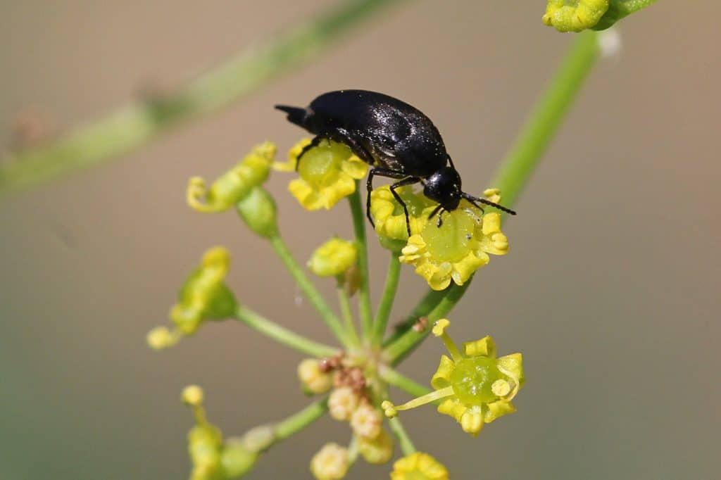 Ein Stachelkäfer auf Pastinake.