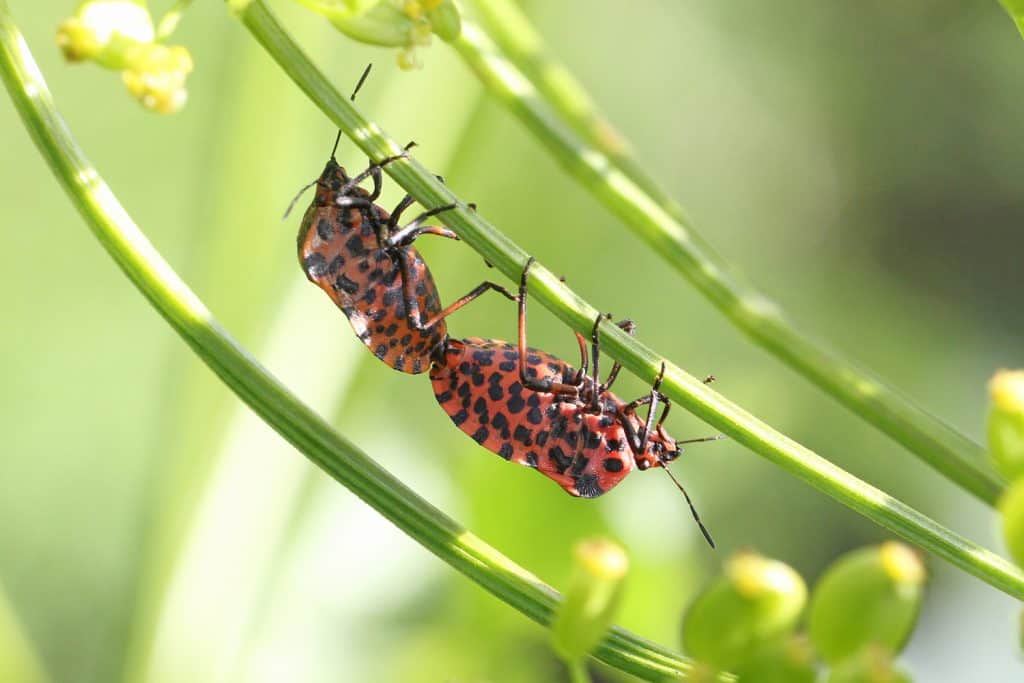 Streifenwanze an einem Grashalm.