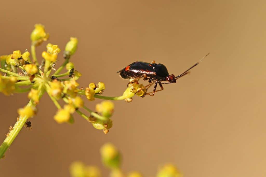 Wanze mit rotem Punkt.