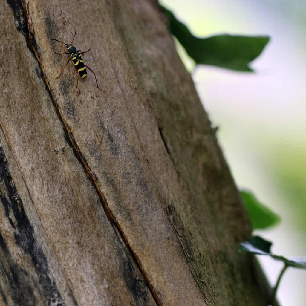 Ein Widderbock auf Totholz.
