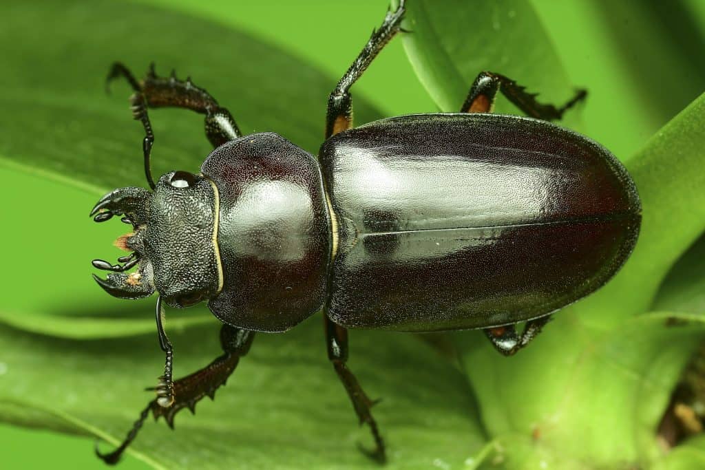 Das Hirschkäfer-Weibchen besitzt kein so grosses Geweih.