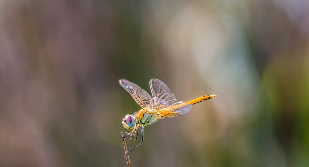 Wie gut kennen sie sich mit den Libellen aus?