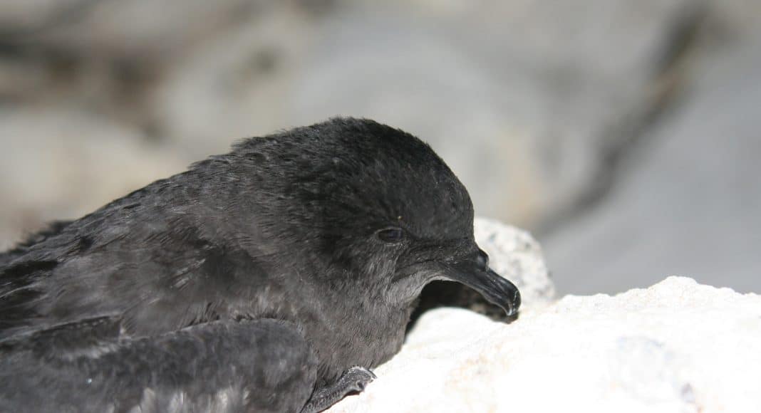 Der Bulwersturmvogel Bulweria bulwerii.