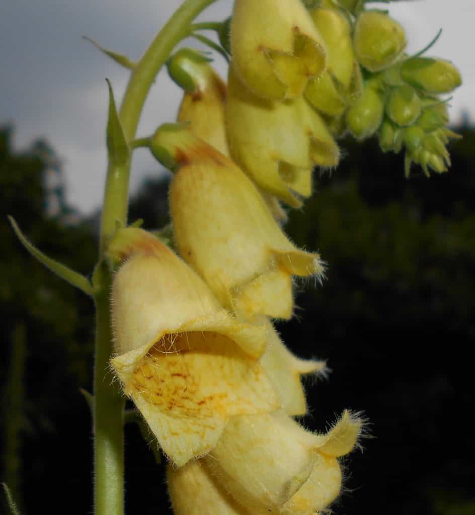 Der Grossblütige Fingerhut Digitalis grandiflora.