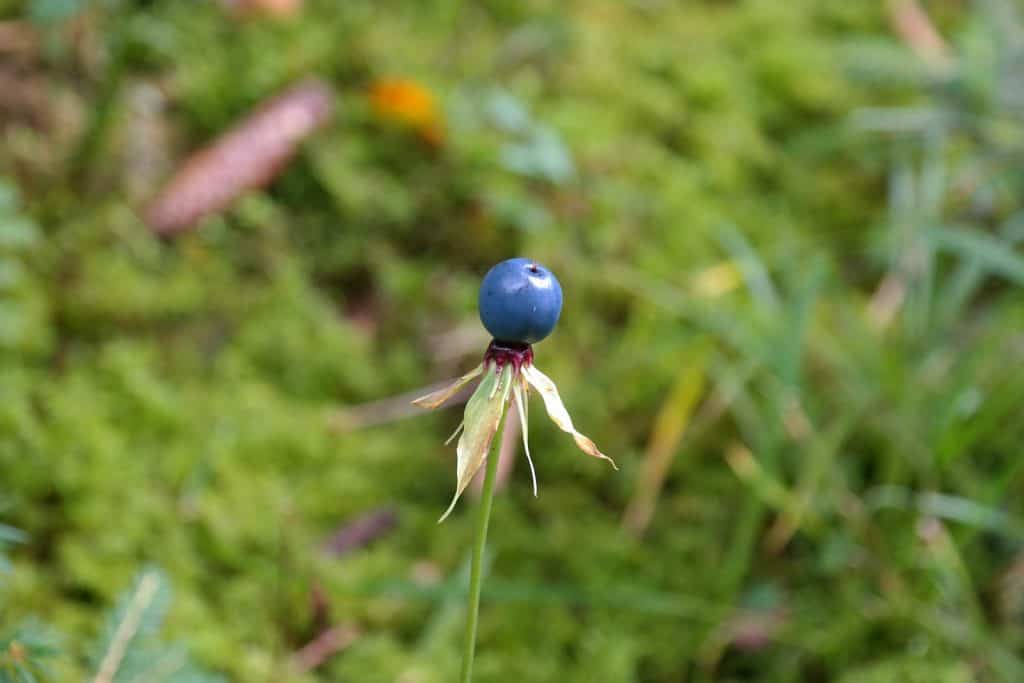 Die Einbeere Paris quadrifolia.