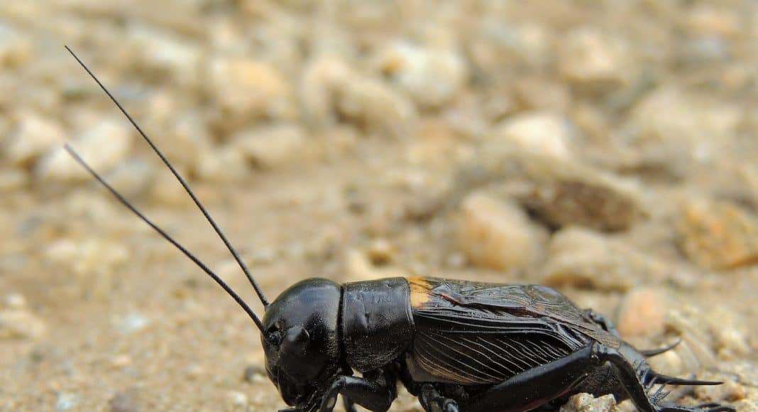 Die Feldgrille ist bekannt für die Stridulation.