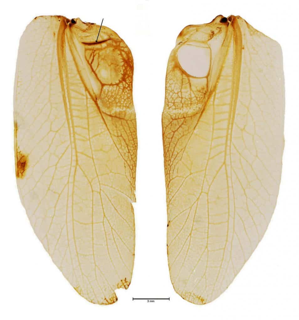 Schrillleiste auf Heuschreckenflügeln sind verantwortlich für das stridulieren.
