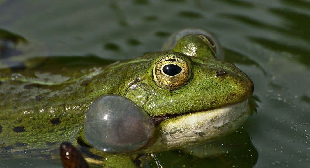 Frosch, der am quaken ist.