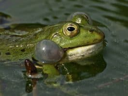 Sprechen Sie «tierisch»? Frosch, der am quaken ist.