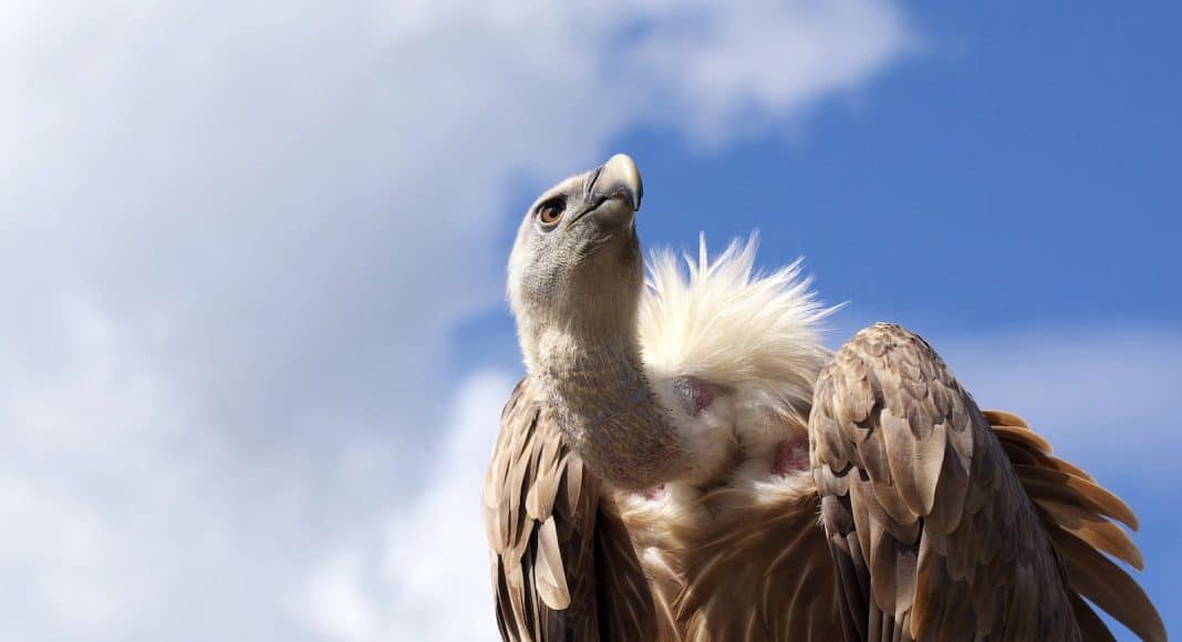 Gänsegeier sind wichtige Aasfresser.