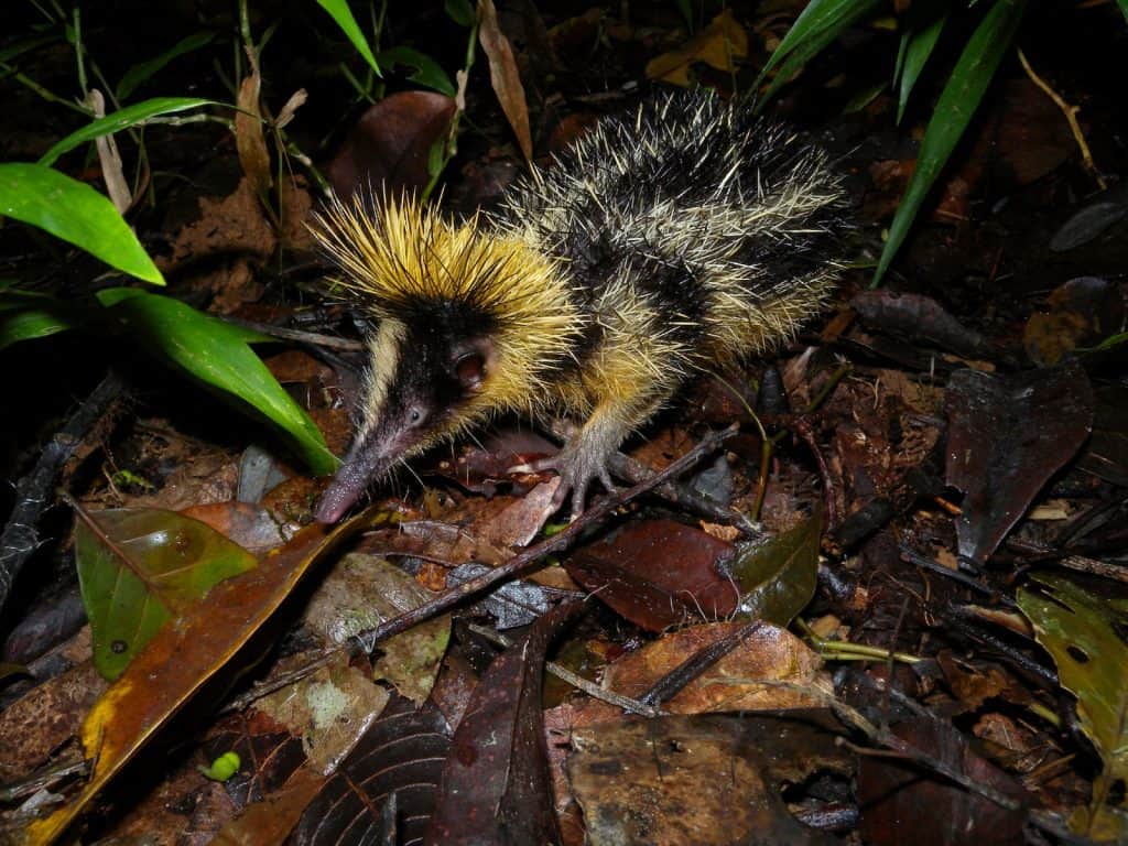 Gelbstreifentanrek (Hemicentetes semispinosus) striduliert.