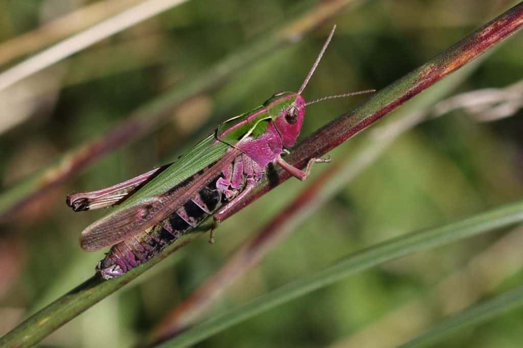 Bunte Grashüpfer im Gras.