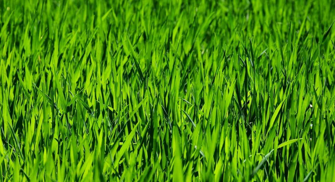 Das Gras verströmt einen herrlichen Duft.