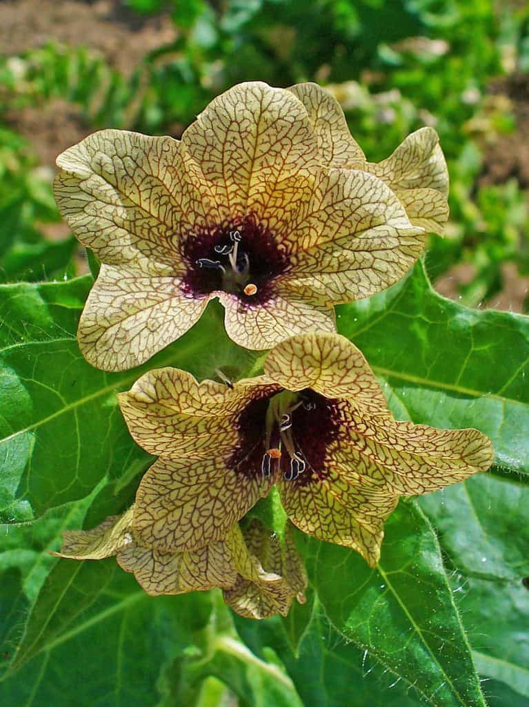 Das schwarze Bilsenkraut Hyoscyamus niger.