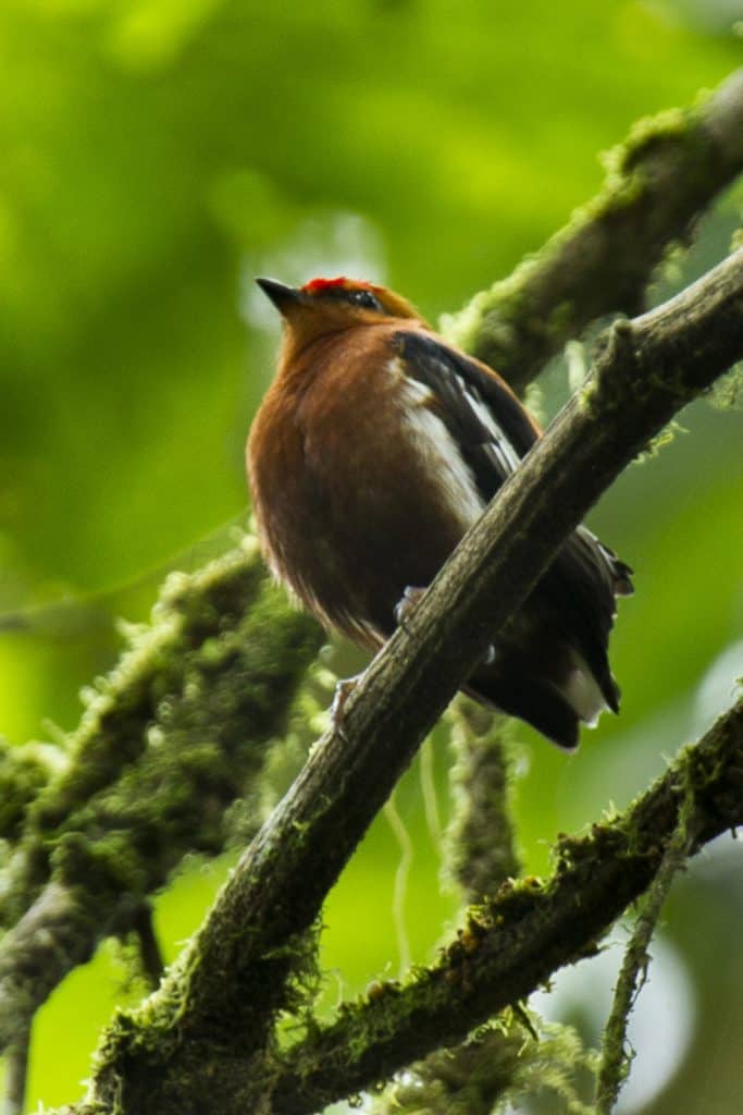 Keulenschwingenpipra (Machaeropterus deliciosus) striduliert.