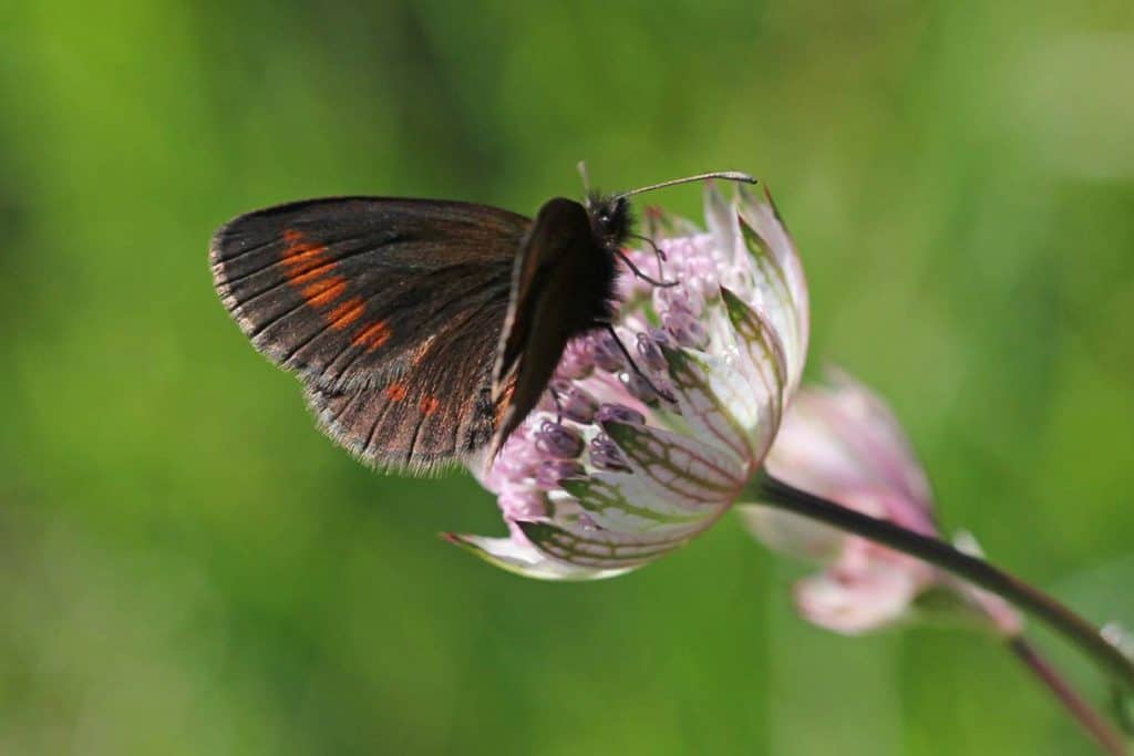 Mohrenfalter auf Blüte.