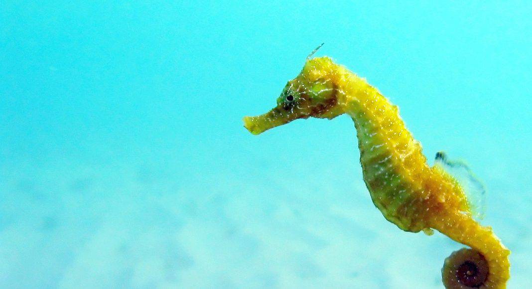 Ein Seepferdchen schwebt durchs blaue Wasser.