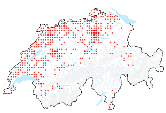 Verbreitung der Tollkirsche in der Schweiz.