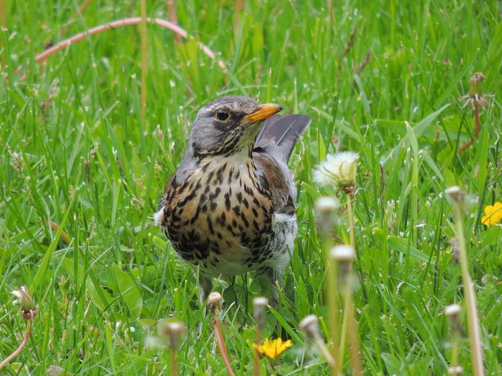 Wachholderdrossel «hassen» Kolkraben.