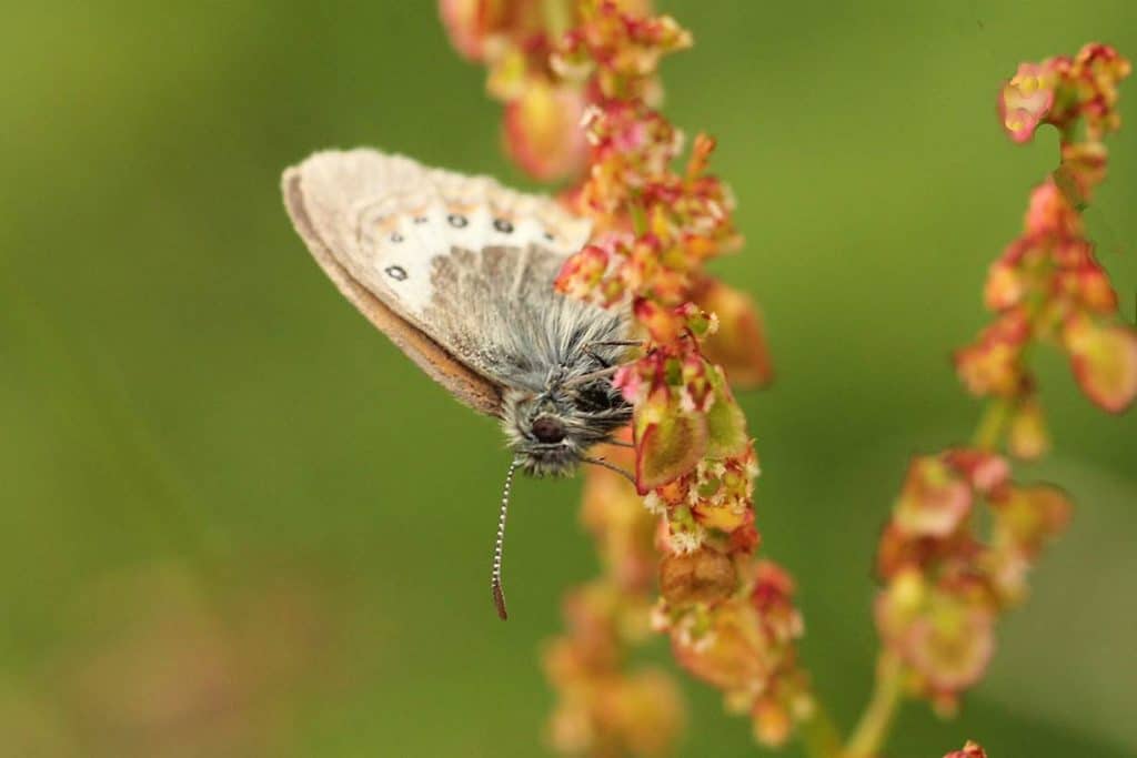 Das Alpen-Wiesenvögelchen auf einer Blüte.