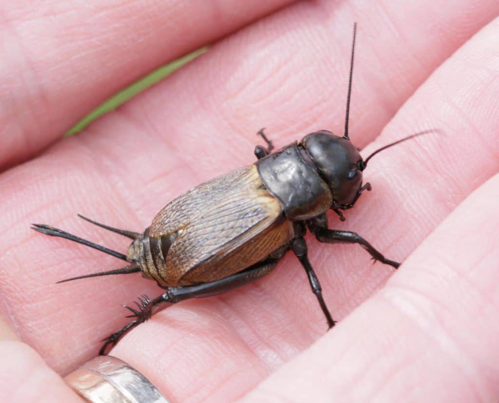 Bei den Feldgrillen striduliert nur das Männchen.