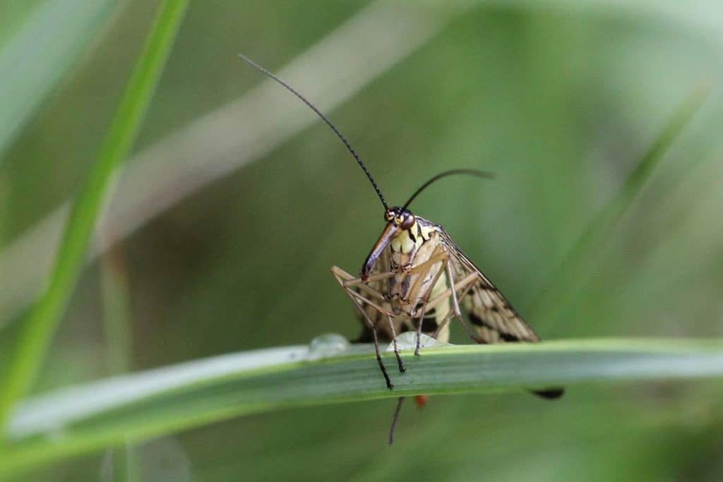 Skorpionsfliege im Gras.