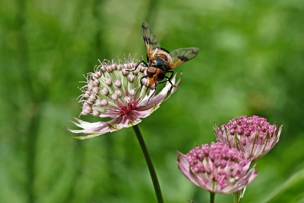 Waldschwebfliege auf einer Sterndolde.