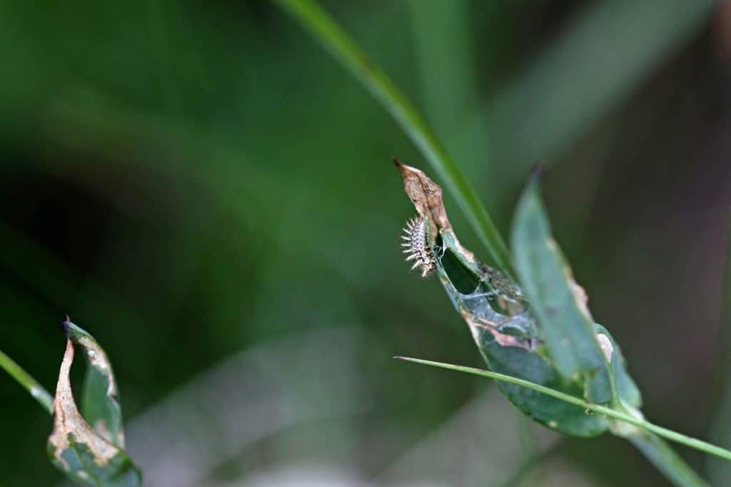 Marienkäferlarve auf Leimkraut.