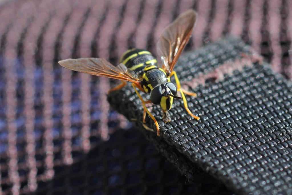 Frühlings-Wespenschwebfliege auf dem Rucksack.