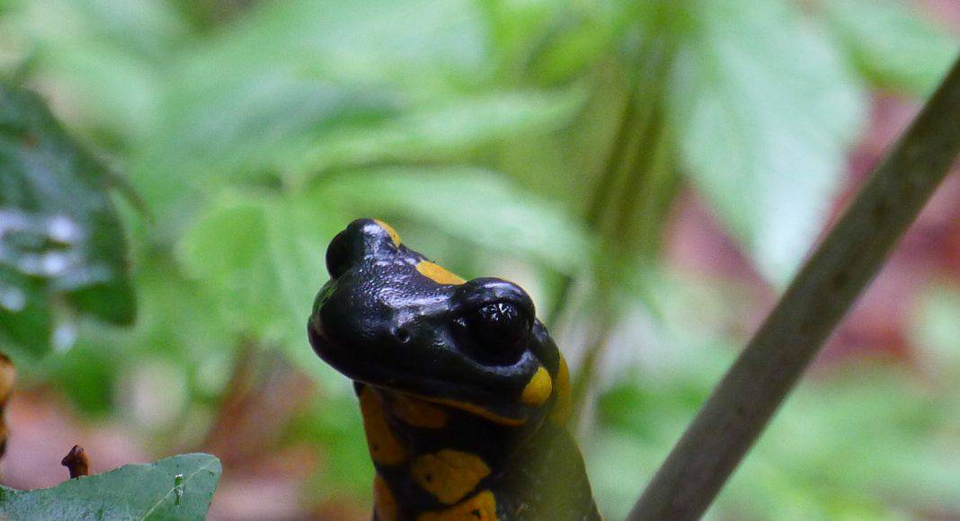 Der Feuersalamder ist von einer Krankheit, einem Pilz bedroht.