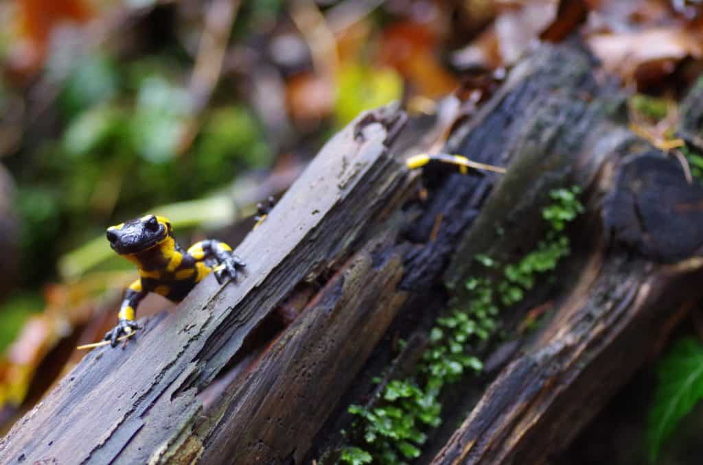 Ein Feuersalamander im Holz.