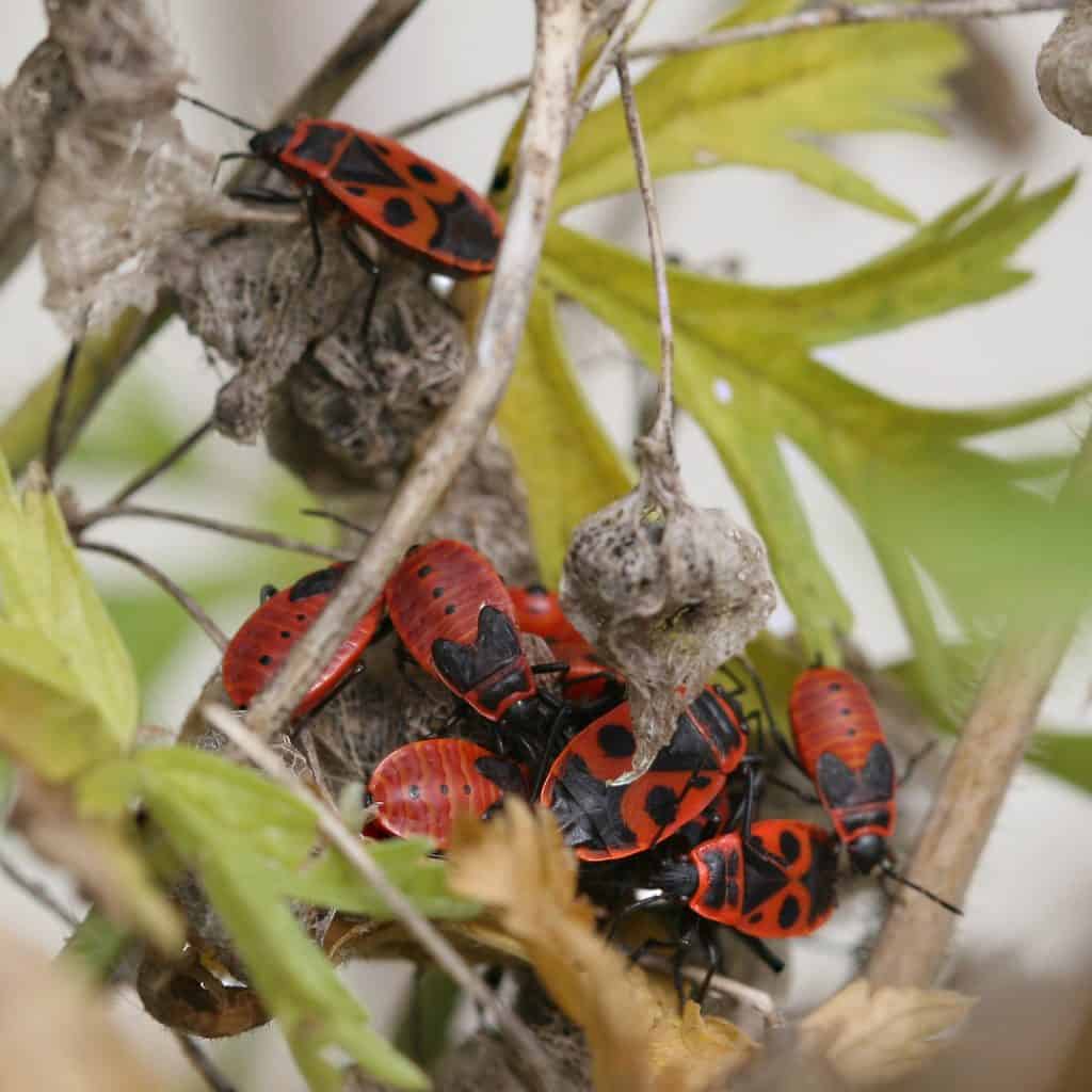 Feuerwanzen tummeln sich um Malvensamen.