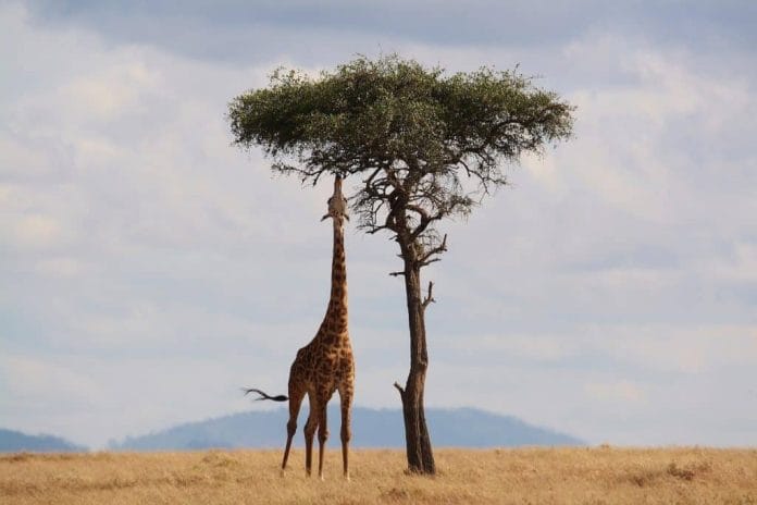 Dank dem langen Hals kommt der Giraffe an die obersten Blätter.