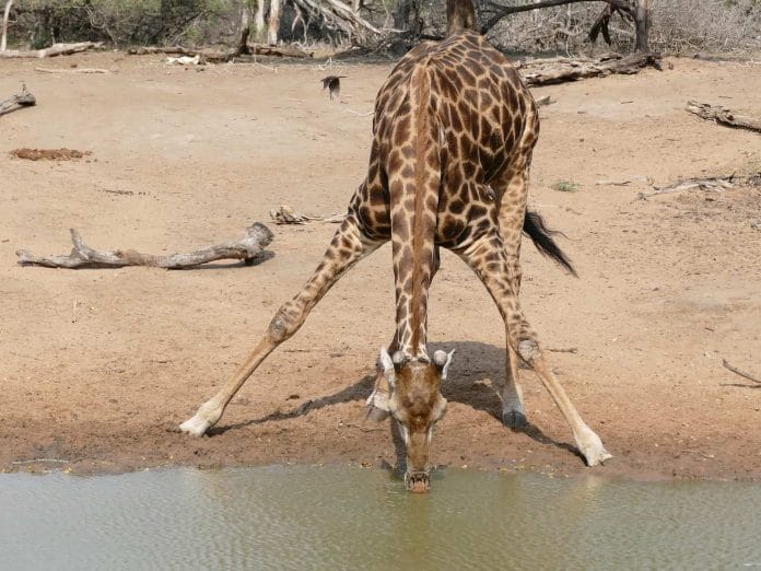 Der Giraffe muss fast einen Spagat machen, um mit seinem langen Hals das Wasser zu erreichen.