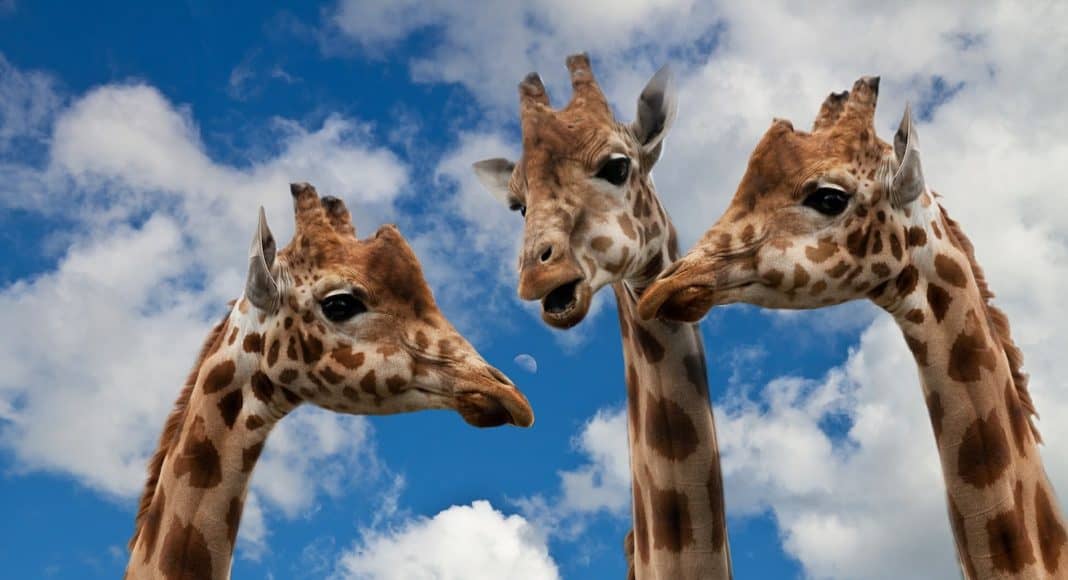 Drei Giraffen Hälse ragen in den Himmel