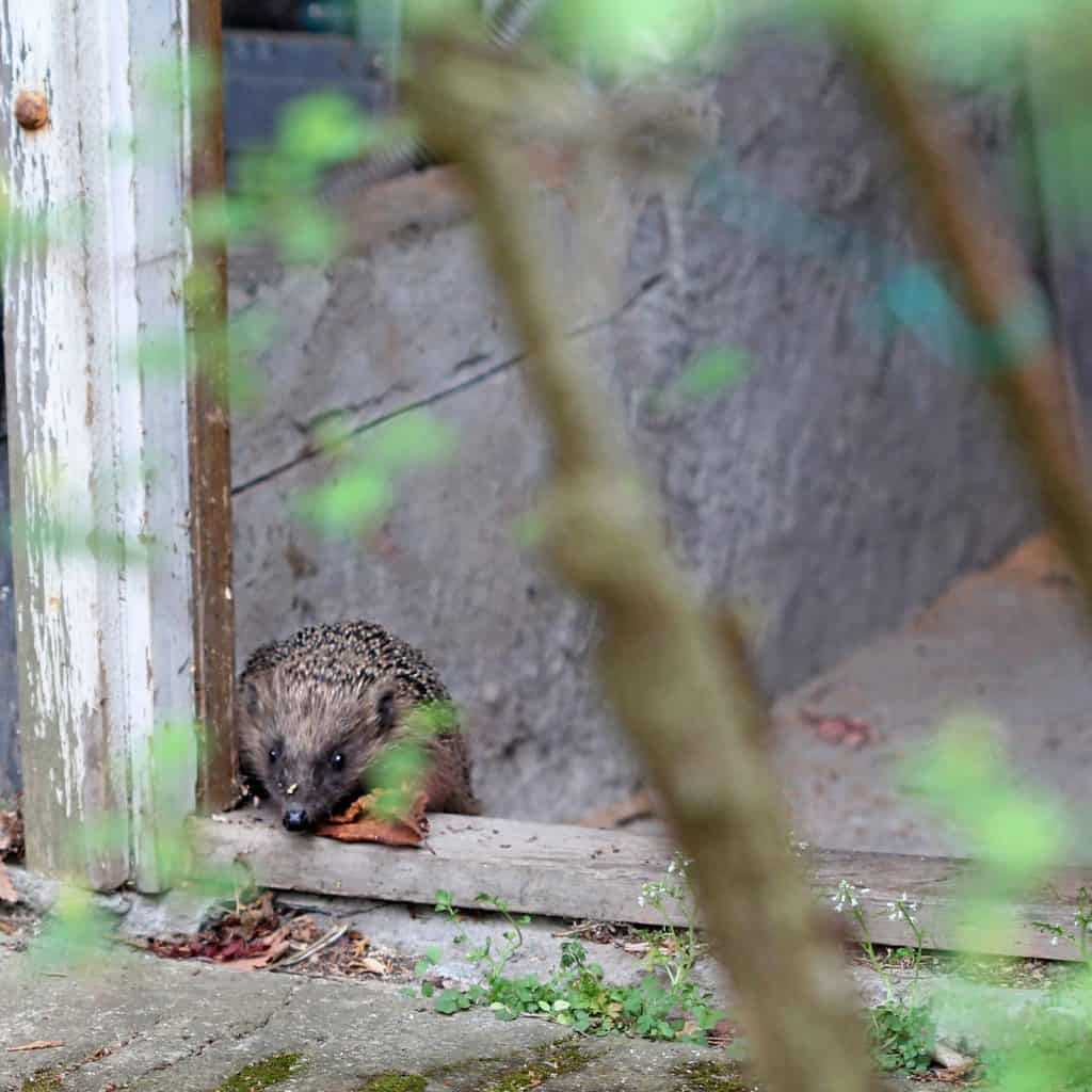 Igel im Garten.